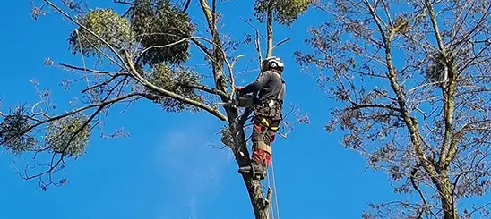 Elagage à Pessac 33600