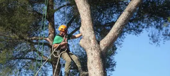 Elagage à Pessac 33600