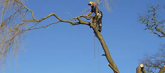 Elagage à Pessac 33600